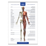 Tablica anatomiczna - układ szkieletowy i mięśniowy